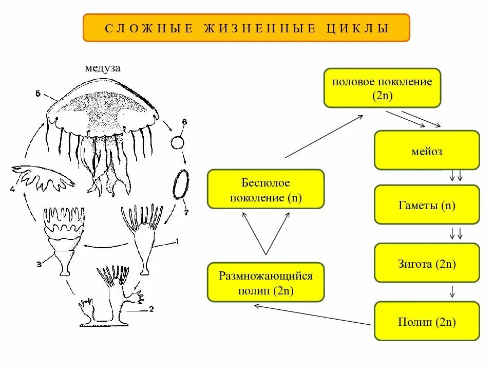 Жизненный цикл медузы ЕГЭ. Жизненный цикл медузы биология. Схема жизненного цикла животного. Цикл развития животного 7 класс.