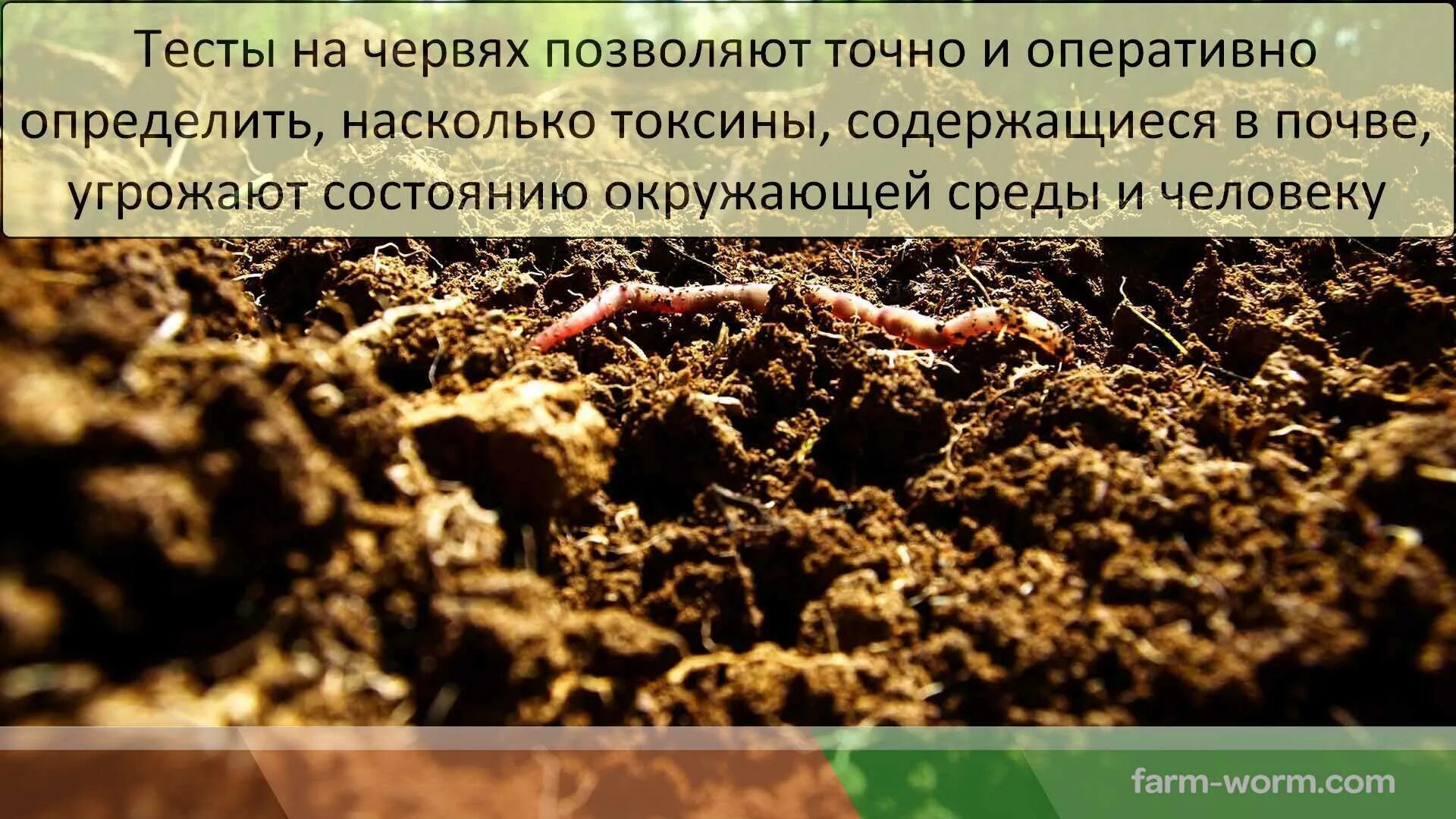 Дождевые черви вермикультура. Дождевые черви в почве. Роль дождевых червей в почве.