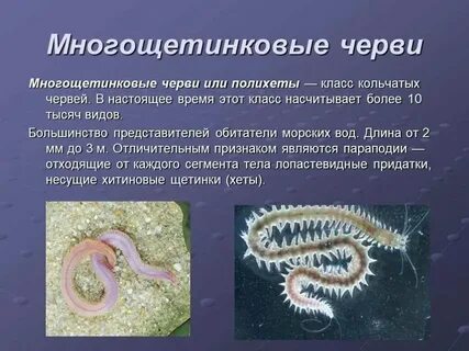 Класс круглых кольчатые