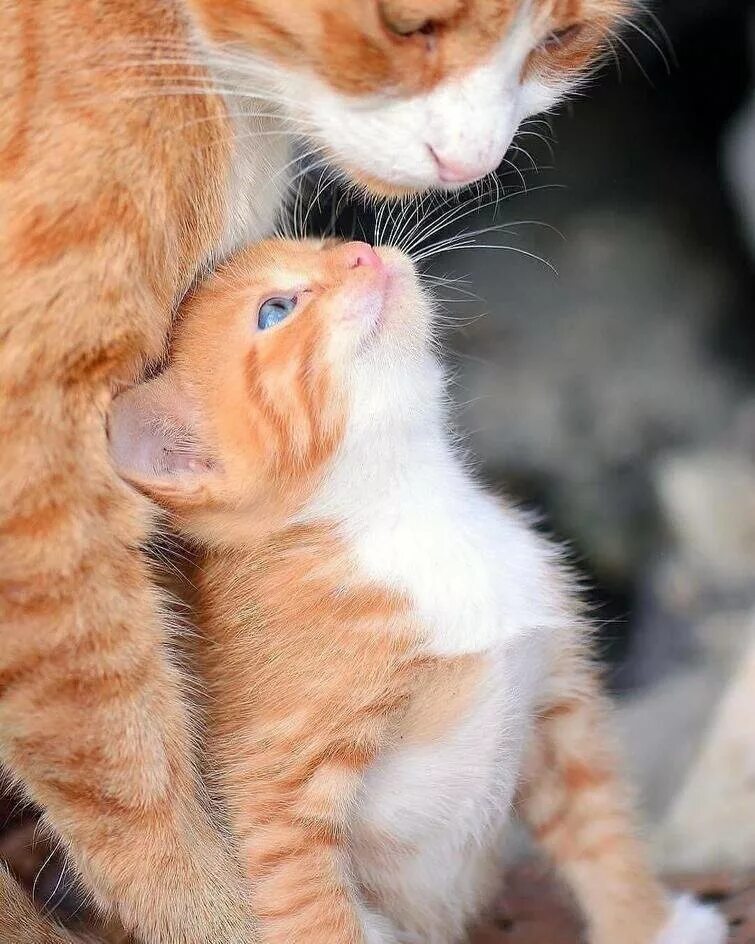 Котята с мамой. Мама кошка и котенок. Рыжая кошка с котятами. Котята любовь. Картинки с любящими котиками