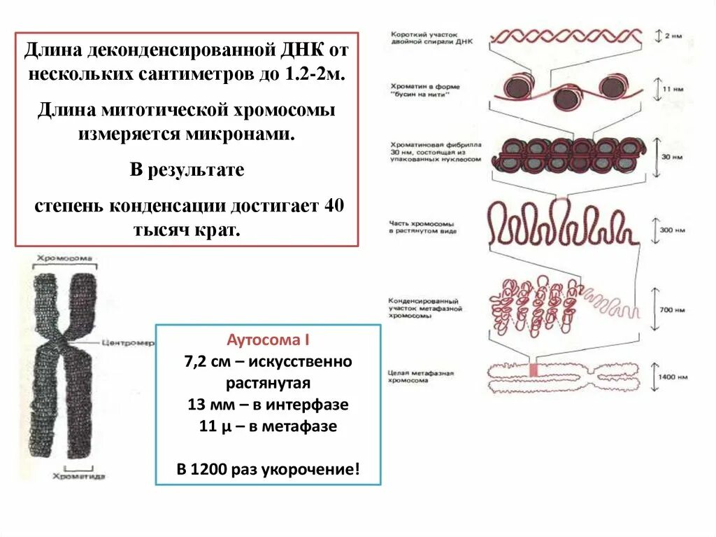 Хромосомный уровень организации генетического материала. Хромосомный и Геномный уровни организации генетического материала. Хромосомный уровень организации наследственного материала. Геномный уровень организации генетического материала. Наследственный материал хромосомы