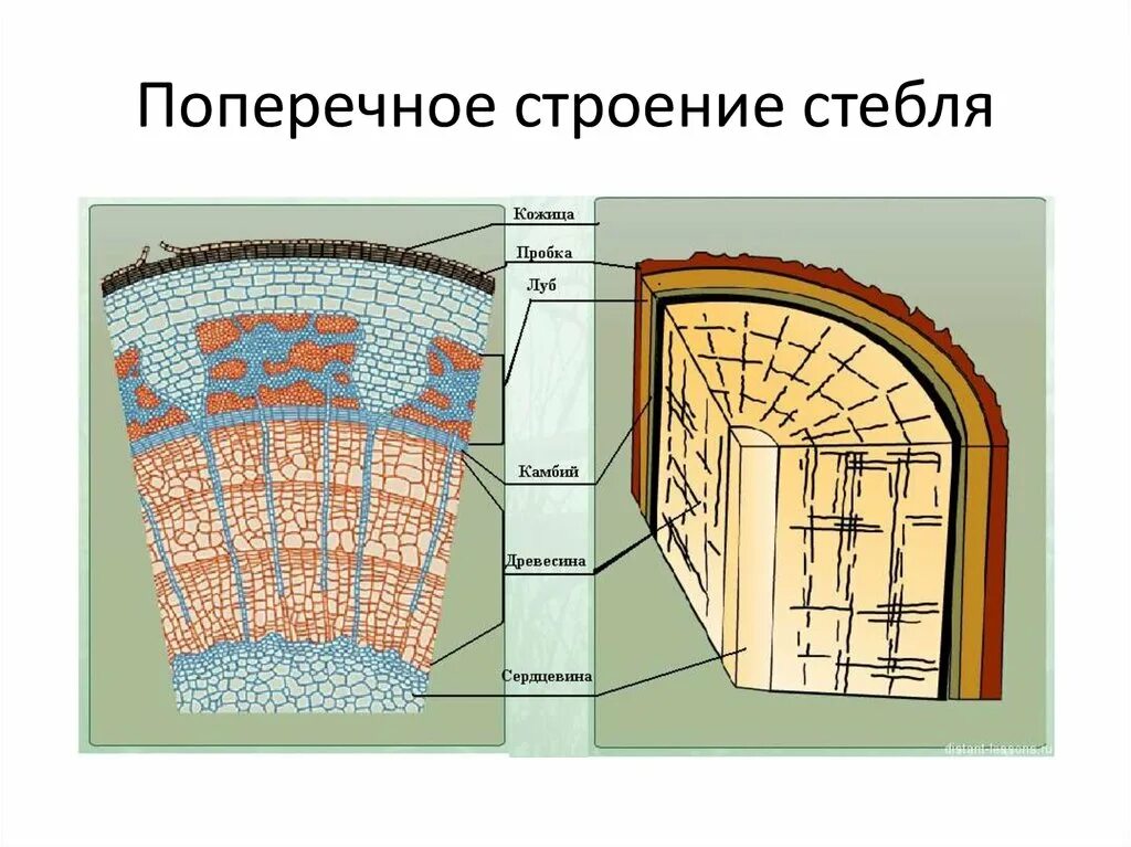 Поперечного среза стебля растения