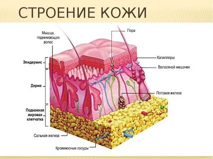 Мышечные структуры кожи