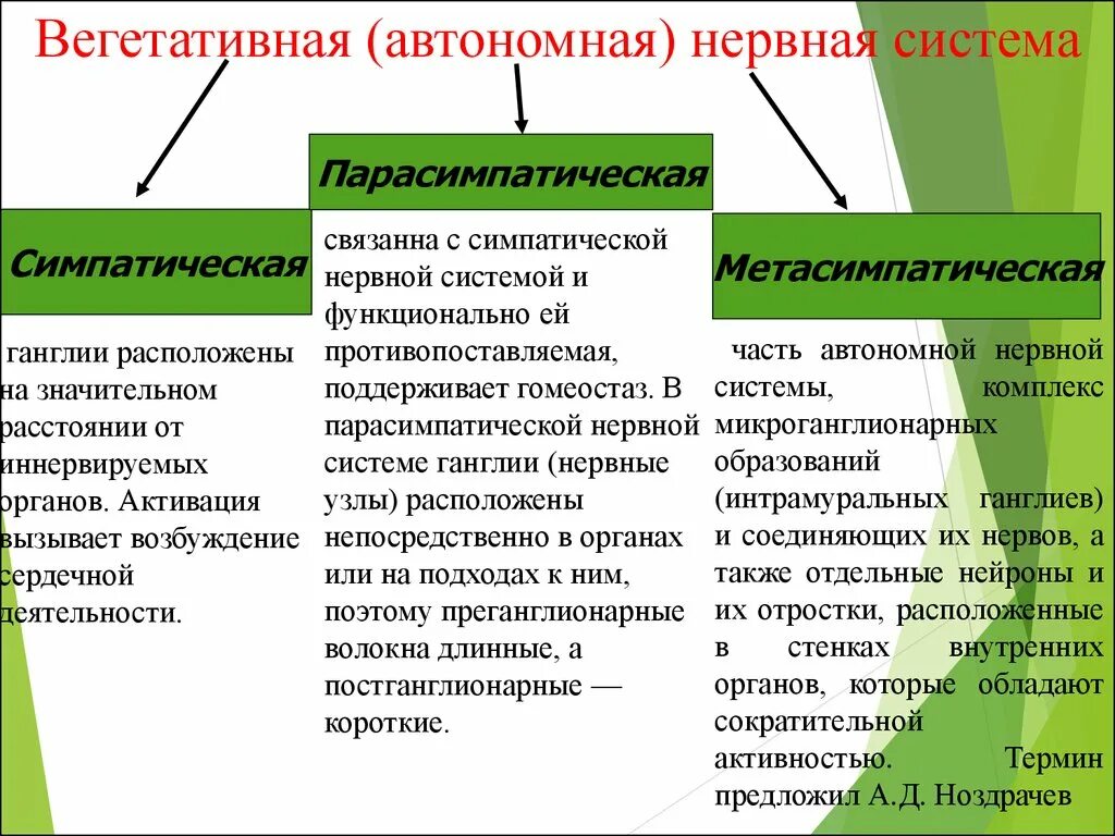 Парасимпатическая вегетативная нервная система функции. Вегетативная нервная система симпатическая и парасимпатическая. Синаптическая и парасимпатическая нервная система. Симпатическая парасимпатическая и Метасимпатическая. Парасимпатическая вегетативная нервная система.