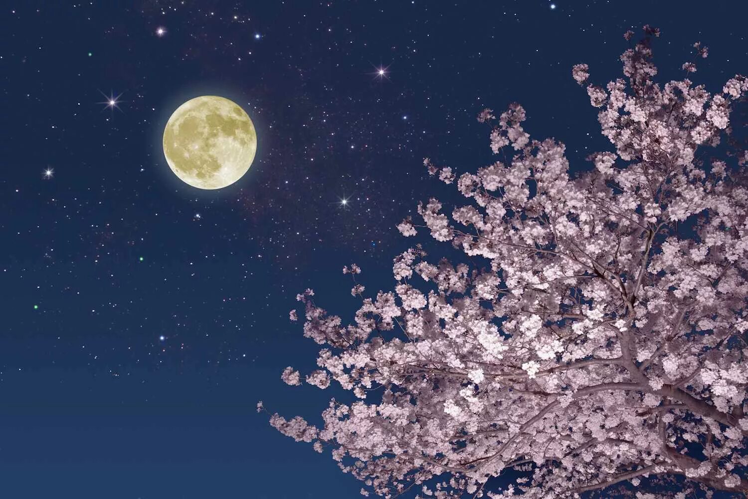 Почему цветочной луны. Весенняя ночь. Лунная Весенняя ночь. Цветущая Сакура на фоне ночного неба. Весеннее полнолуние.