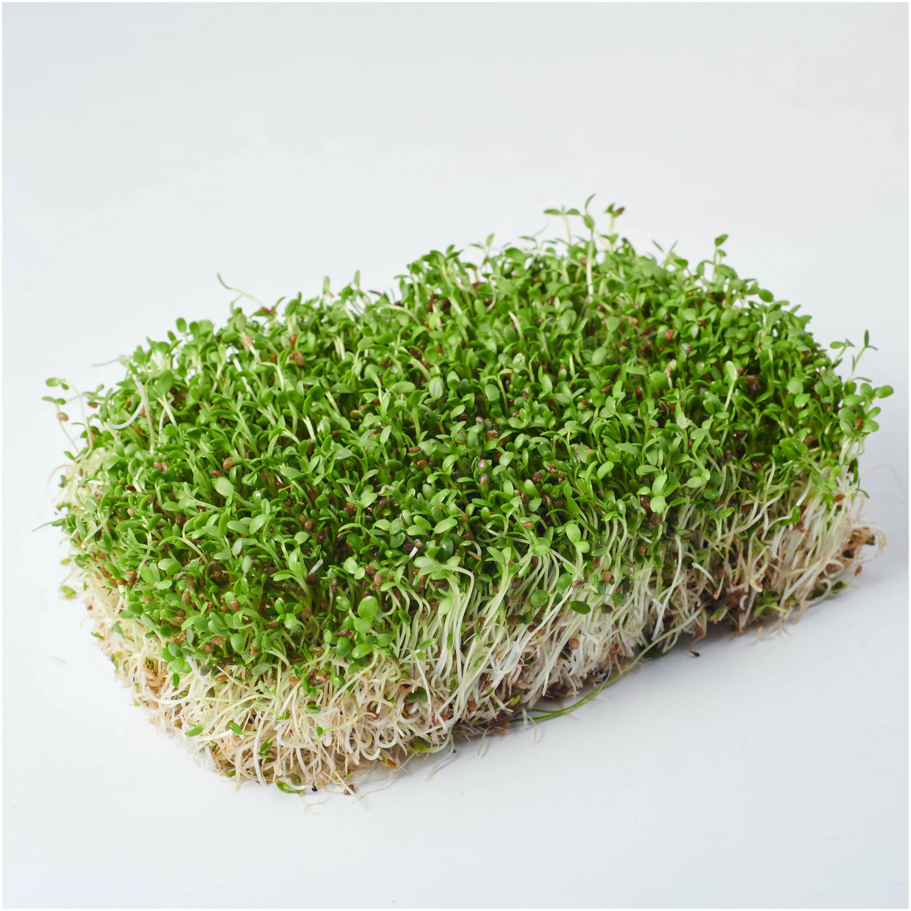 Микрозелень люцерна. Микрозелень брокколи. Микрогрин люцерна. Как выглядит микрозелень люцерна. Микрозелень люцерна.