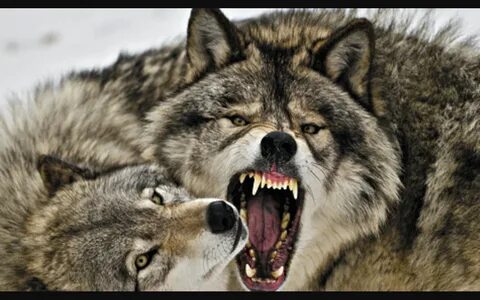 X wolf