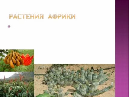 Какого культурного растения является африка