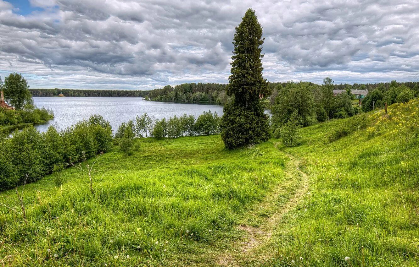 Холмы перелески луга. Лужская природа Ленинградская область. Лесная речка Ленинградской области. Луга Ленинградская область лес. Река Полянка Ленинградская область.