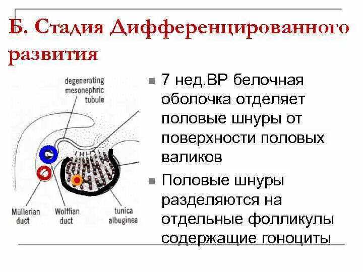 Белочная оболочка выполняет функцию