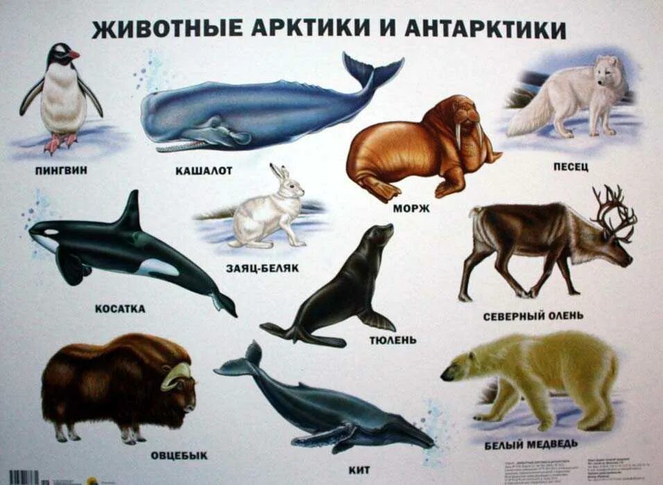 Общее название животных