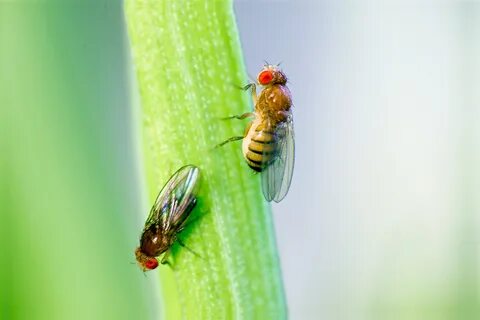Fruit fly