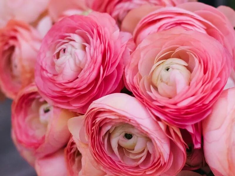 Ranunculus asiaticus 'Aviv Rose (Aviv Series)' - ranunculus bulbs ( syn. Aviv Pi