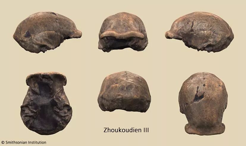 Форма черепа синантропа. Питекантроп сообщение. Остров ява останки питекантропа. Остров ява останки питекантропа. Останки питекантропа были найдены.