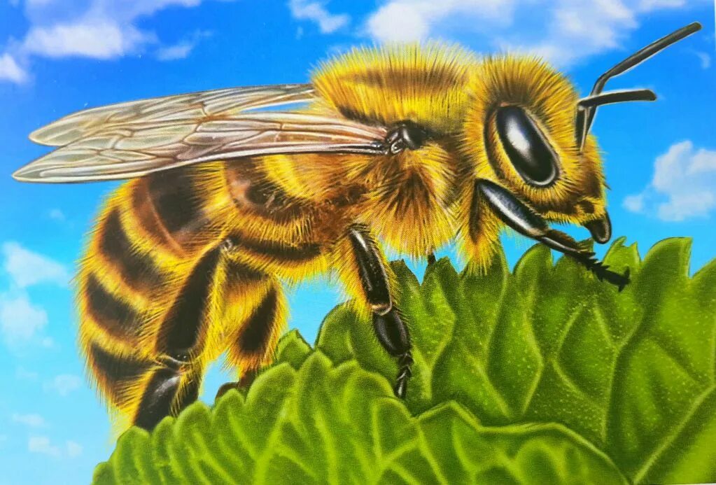 Пчела и бабочка текст. Насекомые пчела для детей. Бабочка пчела. Карточка пчела. Пчела картина.