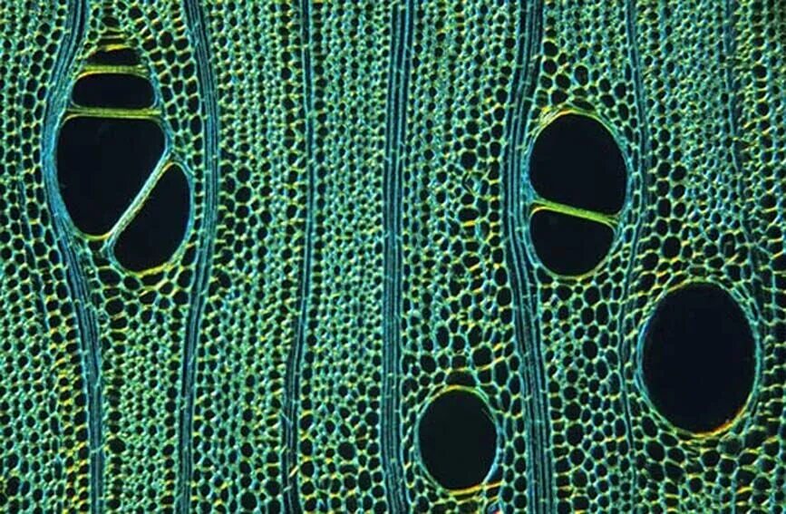 хлорофилл в клетках растения. клетки листа сфагнума. клетки фотосинтезирующей ткани элодеи. клетка березы. клетка элодеи хлорофилл.