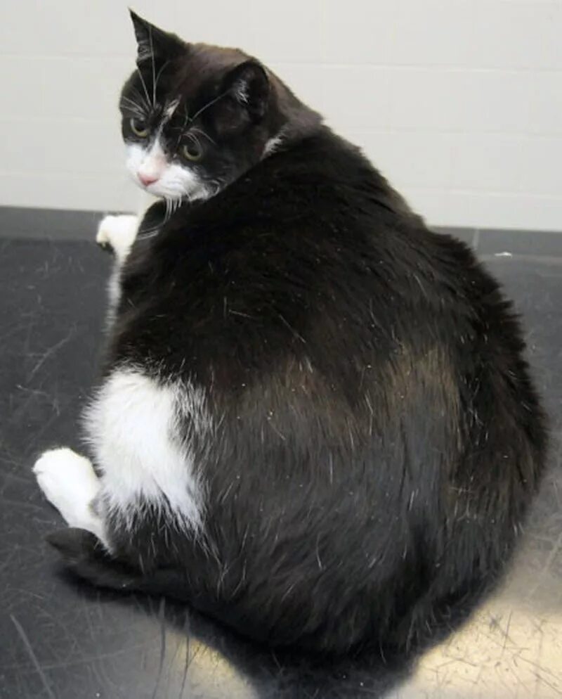 Толстый черный. Толстый черно белый кот. Толстые животные. Толстая черная кошка. Жирные черные коты.