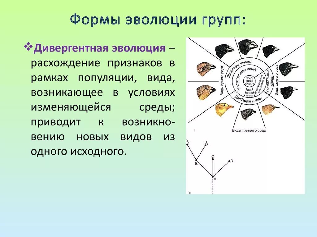 Чем определяется расхождение признаков у родственных групп. Формы эволюции. Формы эволюции групп. Дивергентная форма эволюции. Эволюционная форма – это.