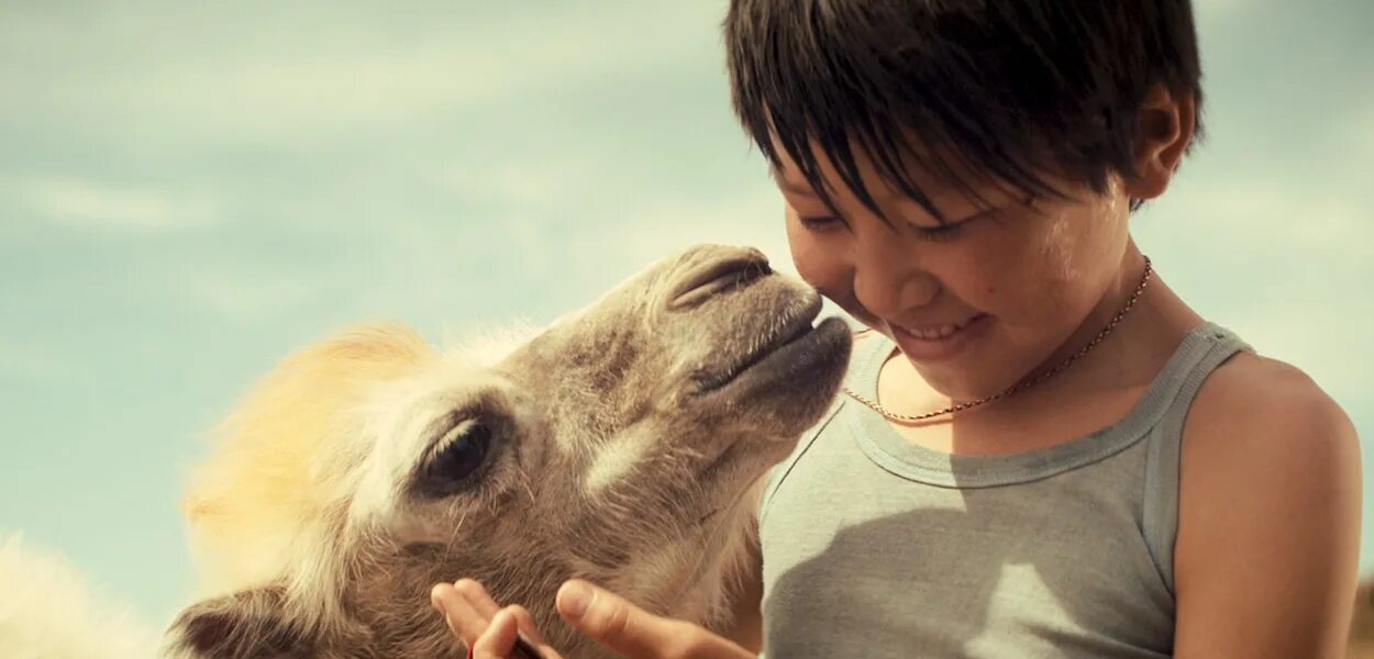 тео верблюд. двуногий верблюд. лысый верблюд. 5 40. небесный верблюд 2015.