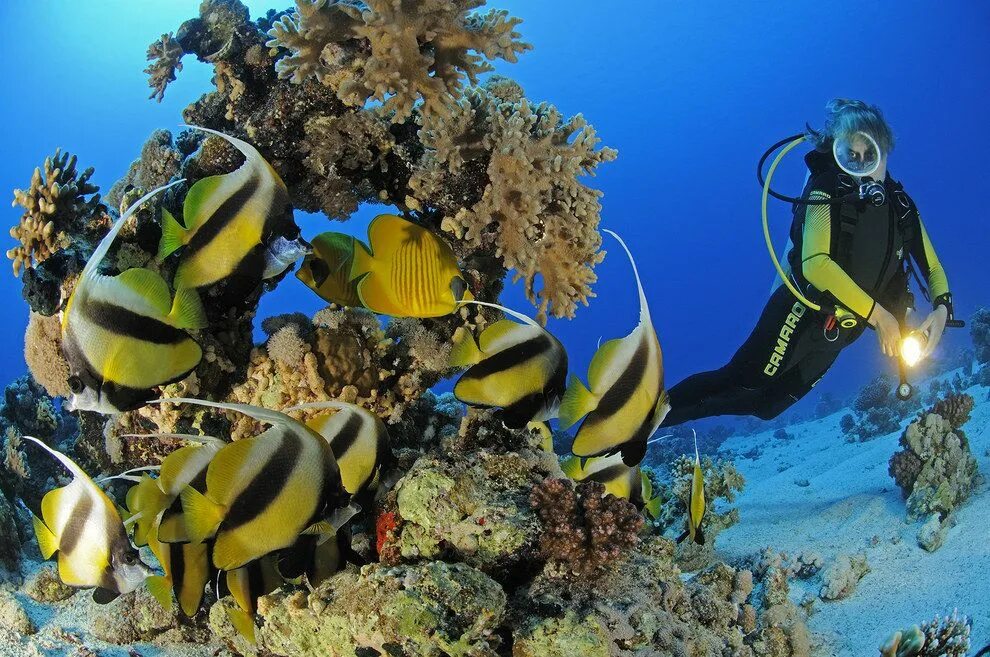 Sea dive. Египет Хургада риф. Подводный риф Марса Алам. Египет акваланг красное море. Дайвинг Шарм-Эль-Шейх.