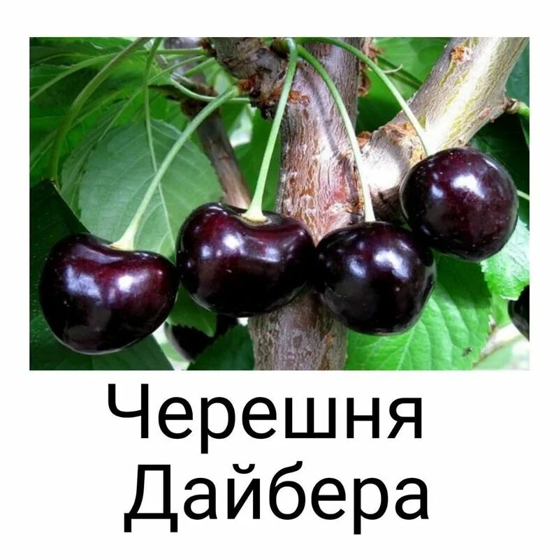 Черешня дайбера описание сорта. Черешня дайбера чёрная. сорт черешни дайбера. сорт черешни дайбера черная. черешня дайбера дерево.