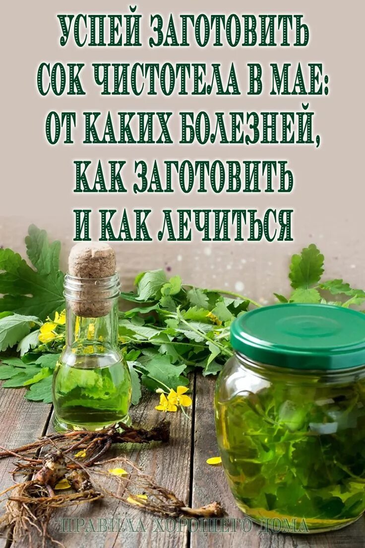 Чистотел. Сок чистотела. Как заготовить сок чистотела. Приготовление сока чистотела в домашних.