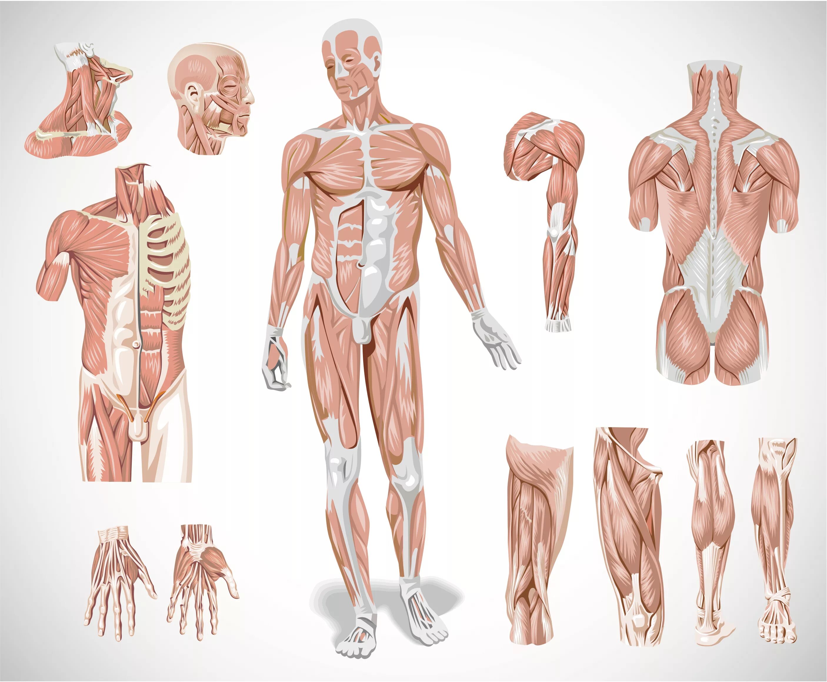 Скелетные мышцы человека анатомия. Атлас анатомии человека костно мышечная система. Миопатия скелетных мышц. Скелетная мускулатура человека строение.
