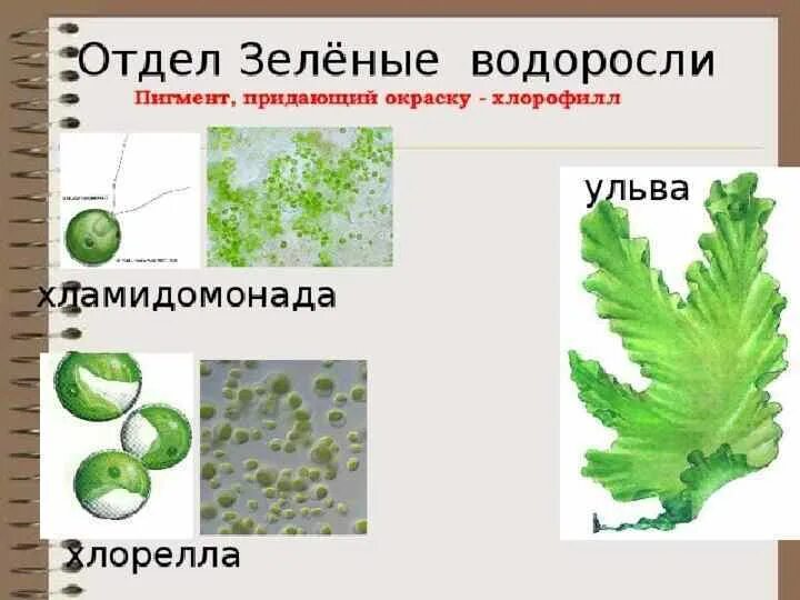 Пигменты фотосинтеза в хроматофоре. Зеленые водоросли хлорофилл и пигменты. Хлорелла и Ульва. Отдел зеленые водоросли пигменты. Зеленые водоросли строение хлорофилла.