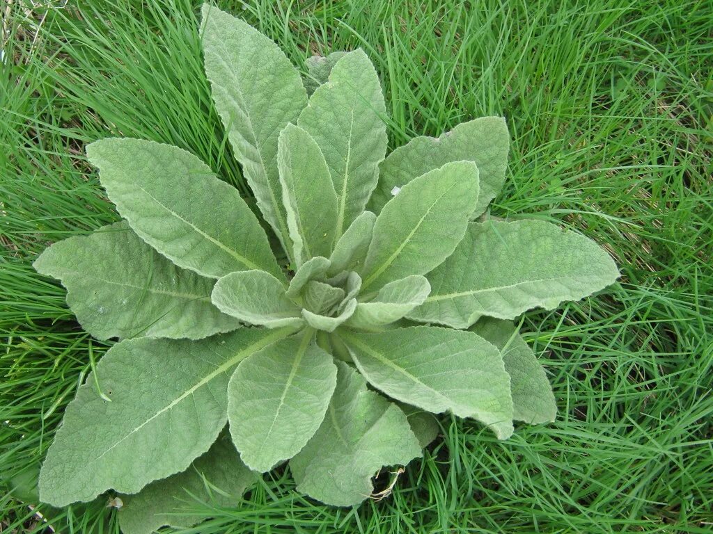 Mullein растение. Mullein Leaf листья. Травы садовые съедобные. Съедобная трава в горах.