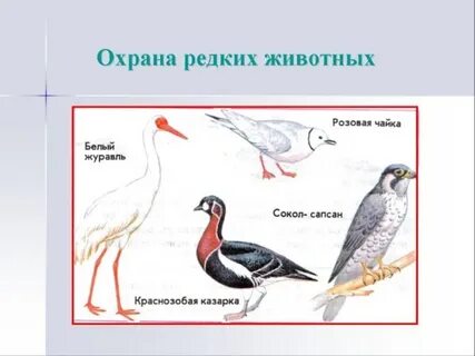 Животные красной книги тундры