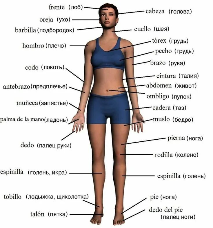 Тело человека ВПР 4 класс(голень). Анатомия человека части тела названия. Строение тела человека на английском. Название частей тела на английском. Перевести на русский bodies
