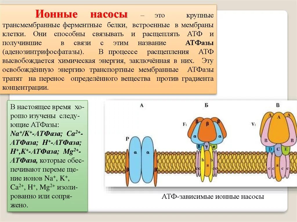 Атф канал. Ионные насосы физиология. Ионный канал и ионный насос физиология. Ионные насосы АТФАЗЫ. Ионные насосы клеточной мембраны.