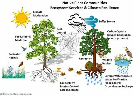 Plant community