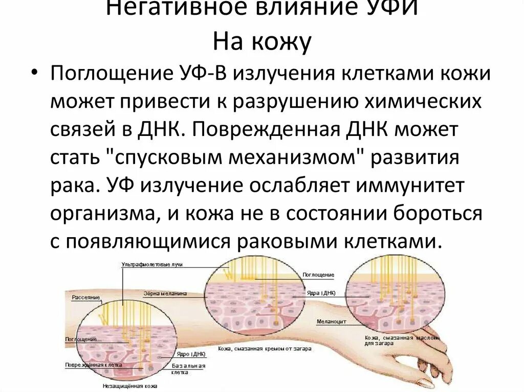 Под влиянием ультрафиолетовых лучей в коже. Действие на кожу воздействие ультрафиолетового излучения. влияние ультрафиолетового излучения на клетку. влияние уф лучей. воздействие ультрафиолетовых лучей на клетки кожи.