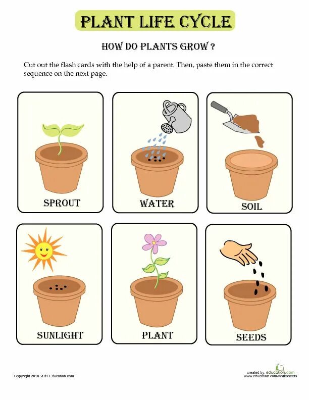 Plants will have. Plant root system. Parts of plants and trees презентация. Types of plants. How plants grow.