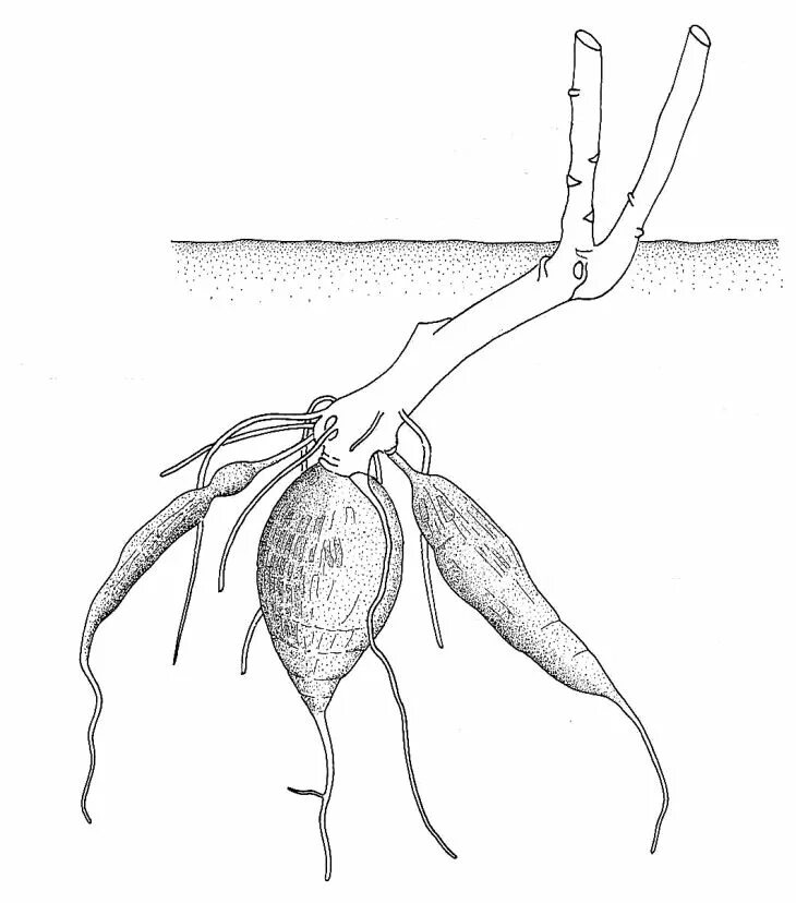 Размножение видоизмененным корнем. Корневые клубни корни. Корнеклубни корневые клубеньки. Корневые клубни (корневые шишки). Корневые клубеньки видоизменение.