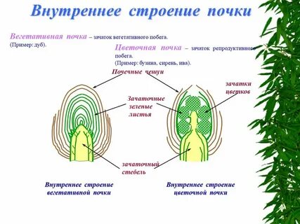 Как различают почки биология 6 класс