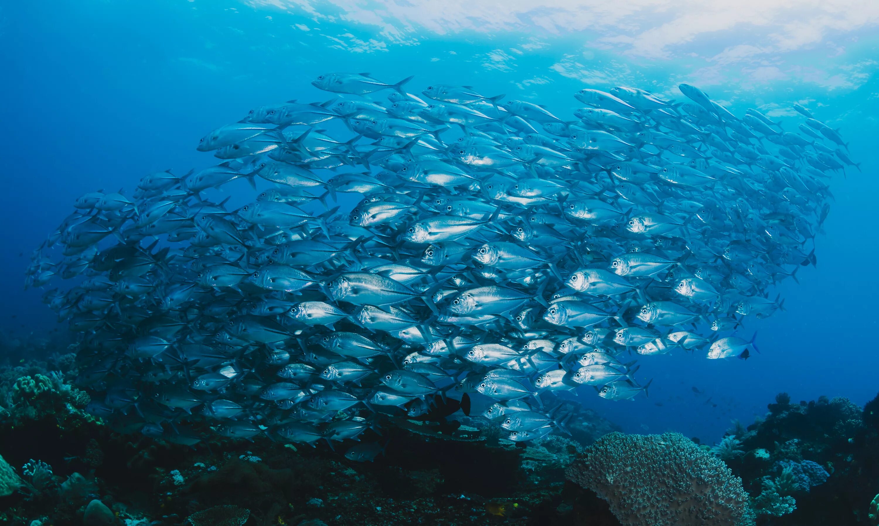 Ресурсы воды мирового океана. Рыбы в океане. Рыбы мирового океана. Рыбы под водой. Богатства океана.