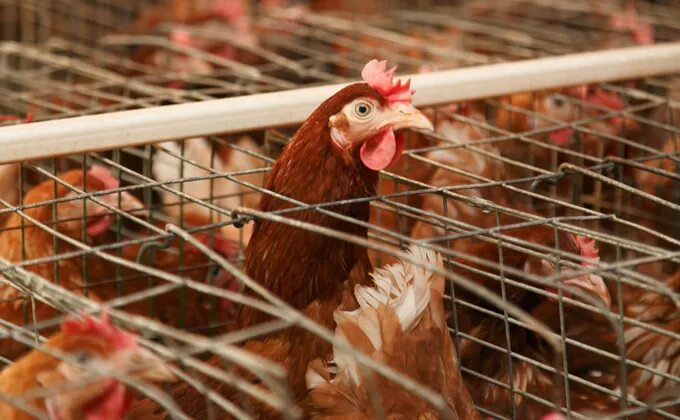 орловские куры. куры новосибирска. куры новосибирска. орловские несушки. уры уры уры петухи и куры.