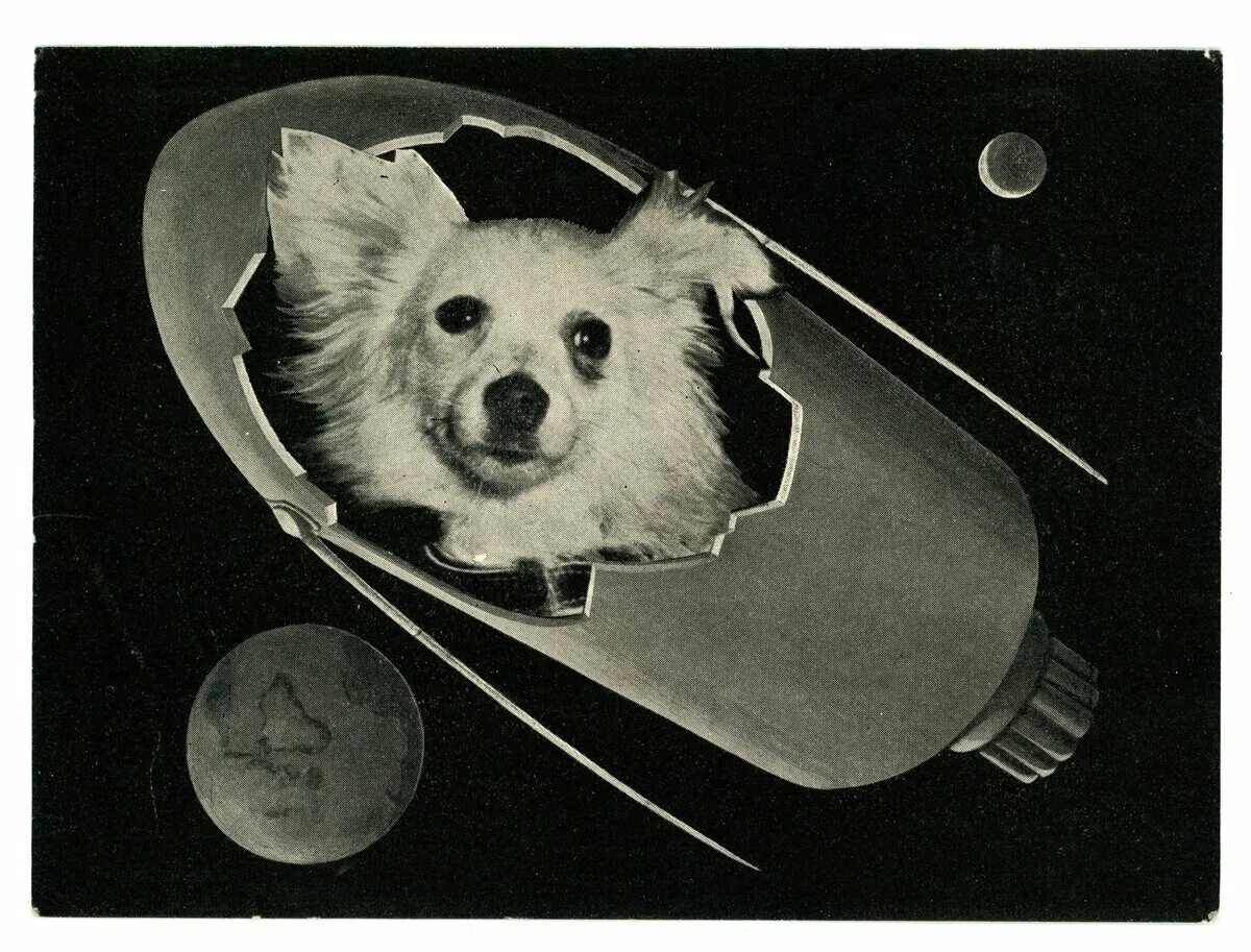 Первое животное космонавт. Белка и стрелка космонавты. Первый полет в космос собаки белка и стрелка. Собаки космонавты лайка белка и стрелка. Белка собака космонавт.