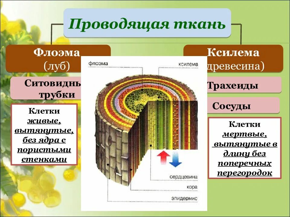 Растительные ткани Ксилема флоэма. Проводящая ткань Ксилема и флоэма. Луб это флоэма или Ксилема. Строение стебля Ксилема и флоэма. Флоэма особенности