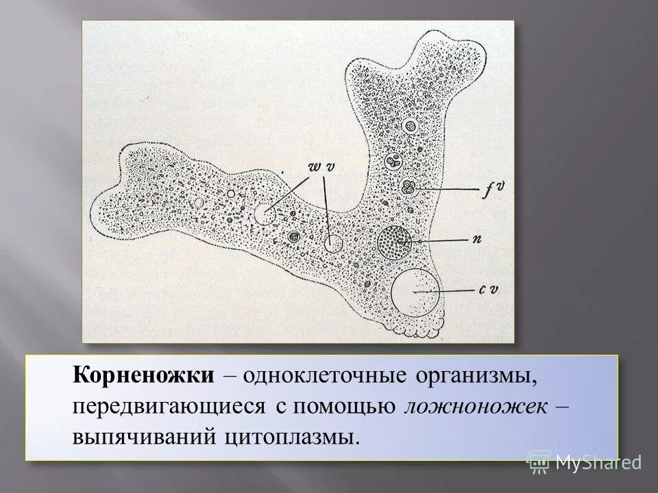 Некоторые передвигаются с помощью. Передвигается с помощью ложноножек. корненожки передвигаются с помощью. передвижение корненожки. простейшие которые передвигаются с помощью ложноножек.