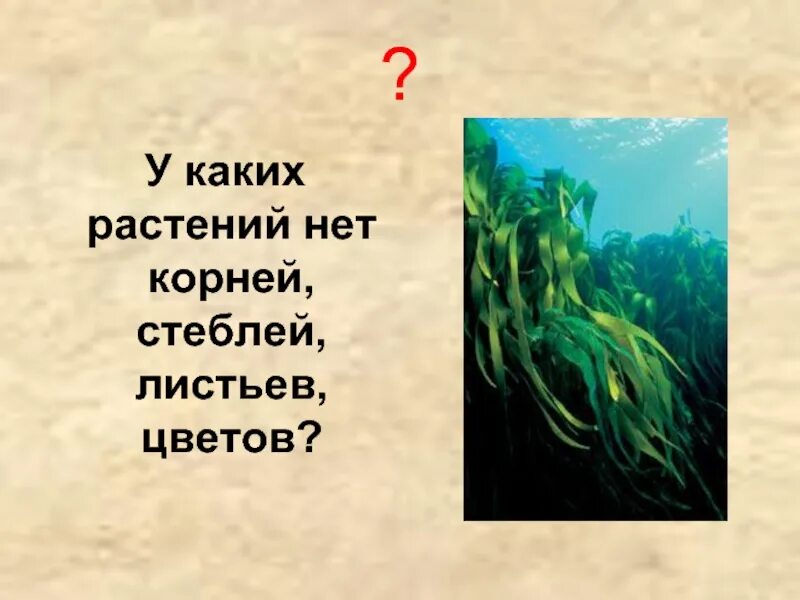 Водоросли имеют корни стебли листья. У какого растения нет листьев.