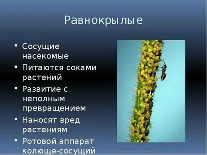 Питается соком растений