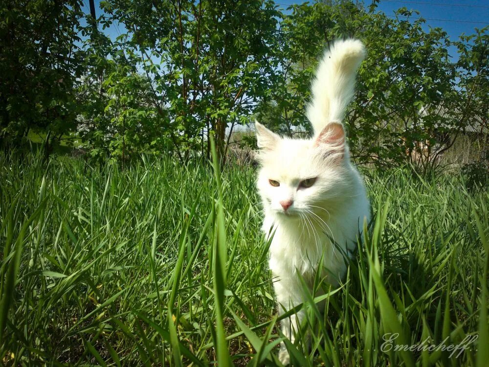 Как приучить кошку гулять
