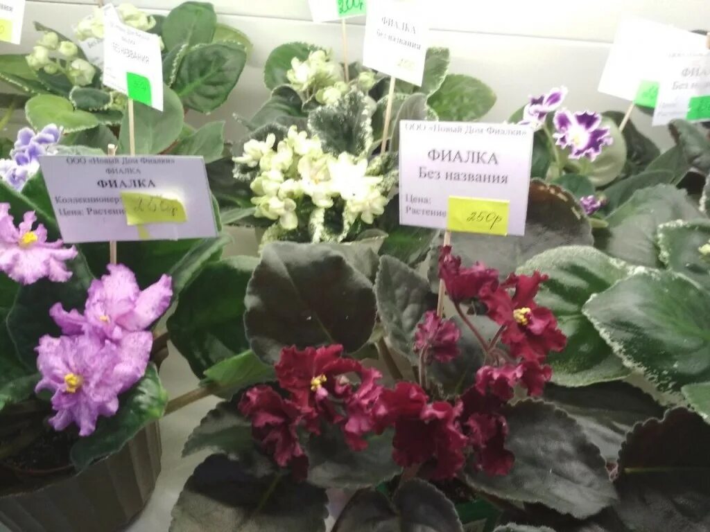 родина фиалка узамбарская. выставка фиалок фиалковода. фиалка сколько. фиалка узамбарская пересадка. фиалка свиток.