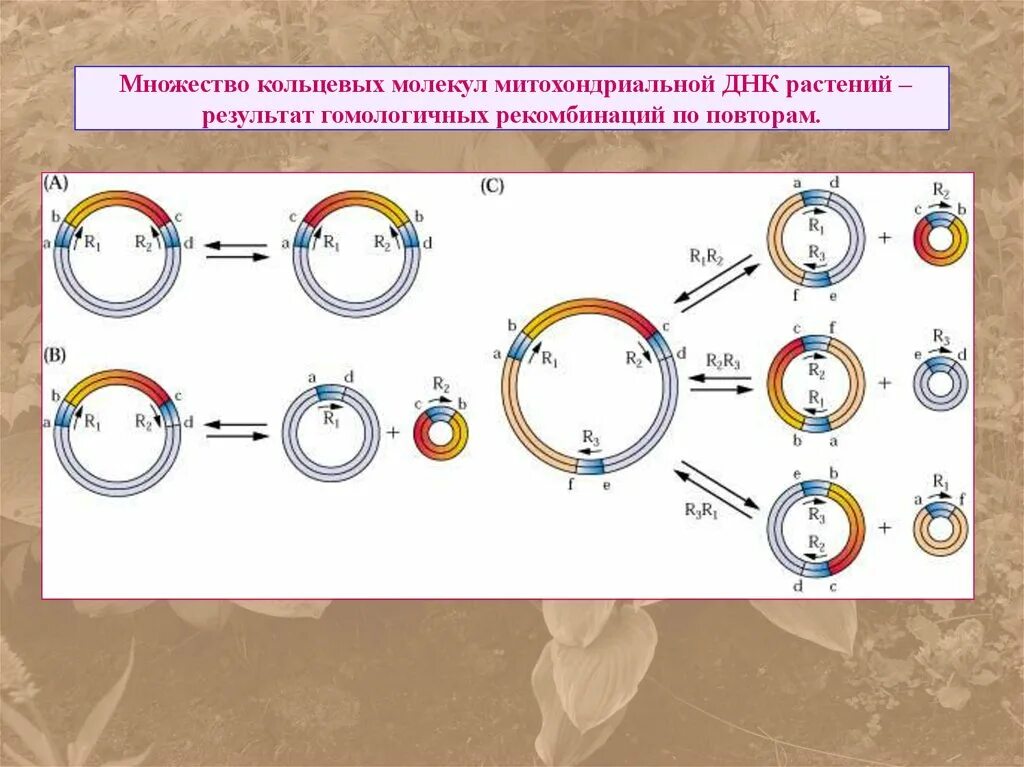 Кольцевая днк характерна для. Митохондриальная ДНК растений. Гомологичная рекомбинация ДНК. Рекомбинация атомов. Гомологичной рекомбинации дрожжей..