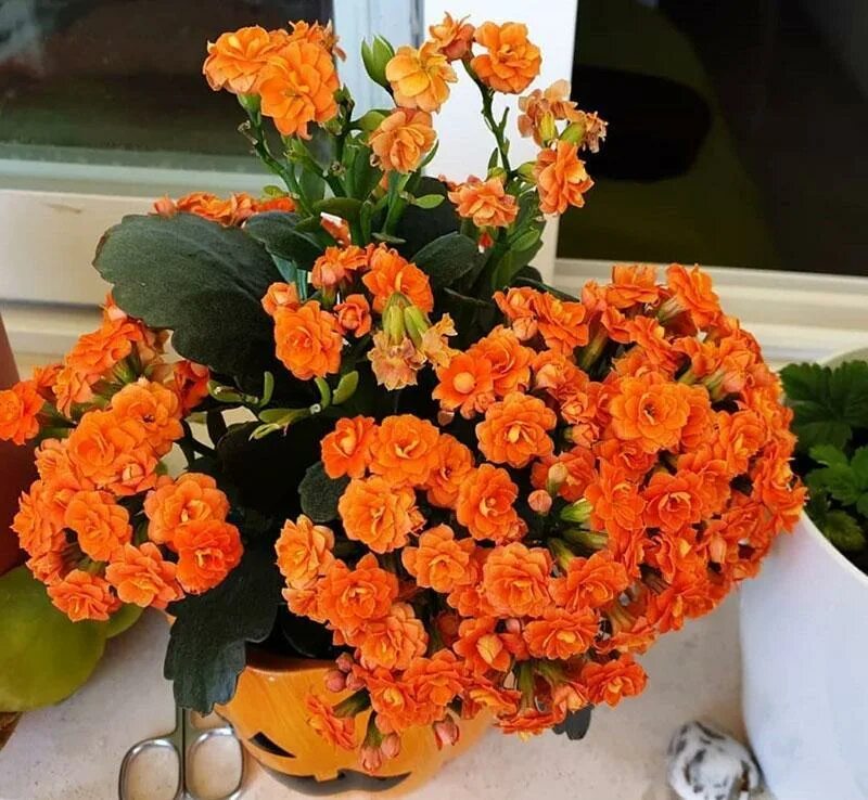 Каланхоэ комнатное уход в домашних условиях цветущее. Каланхоэ Блоссфельда оранжевый. Каланхоэ каландива оранжевая. Каланхоэ Блоссфельда каландива. Каланхоэ оранжевые цветы.