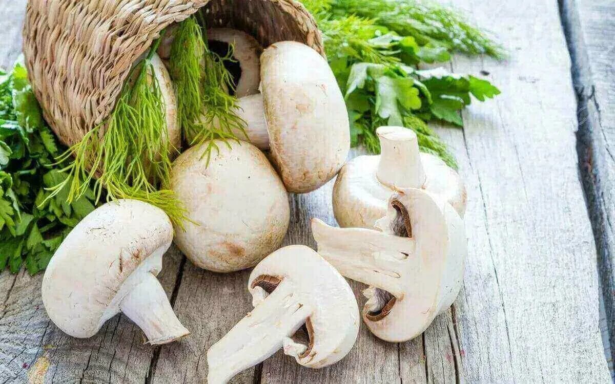 Белый гриб маленький. Гриб боровик. Необычные шампиньоны. Белый гриб на белом фоне. Лепиота гриб.