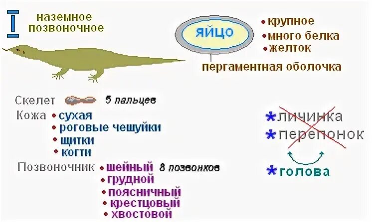 Внешнее строение прыткой ящерицы. Строение прыткой ящерицы. Форма тела ящерицы. Прыткая ящерица Тип развития.